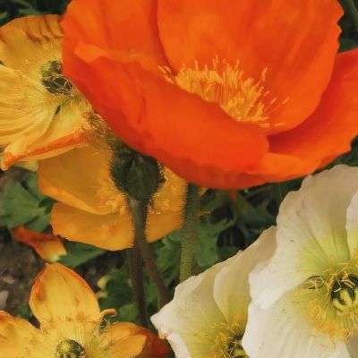 金星棋牌下载手机版