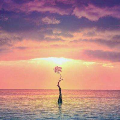 IM体育官方网站